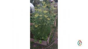 Выращиваем зелень на еду. Уральский садовод.