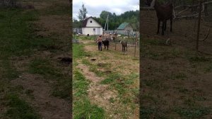 Верхом на быке Ангус. Оседлали быка. Купание лошади впервые