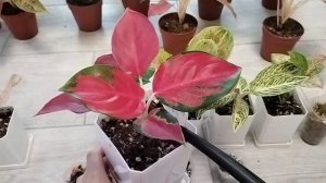 Адаптация растений. Адаптация Аглаонем.