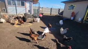 НА ХУТОРЕ У СЕЛЬЧАНКИ В АМЕРИКЕ!!! ЖИЗНЬ НА ФЕРМЕ!!