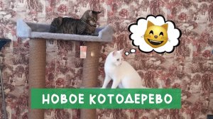 Ура! У наших котов новое котодерево😺🌴