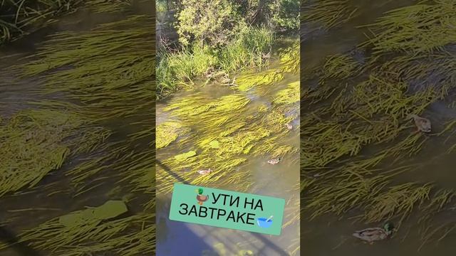 🦆УТИ НА ЗАВТРАКЕ🥣