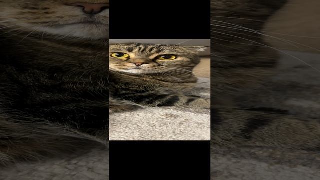 ЧЕССИ🐯БОКА НЕ БОЛЯТ🧩