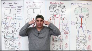 Неврология | Нисходящие проводящие пути. Обзор