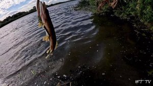 Рыбалка на спиннинг. Ловля щуки на р. Ока в августе.