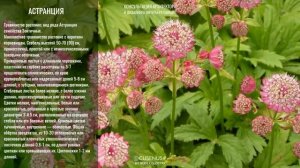 САМЫЕ КРАСИВЫЕ ЦВЕТЫ ЦВЕТУЩИЕ ВСЕ ЛЕТО. Многолетние САДОВЫЕ ЦВЕТЫ #красивые #цветы #сад #cusenus