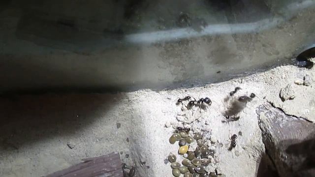 Messor Structor охота на таракана