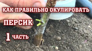 Как правильно окулировать Персик !