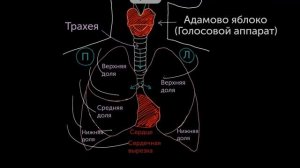 Дыхательная система - лёгкие, бронхи, трахея. Кратко. Биология 9 класс.