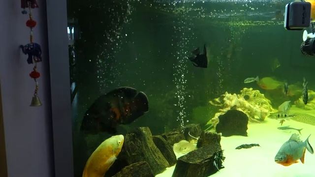 Парочка астронотусов смотреть онлайн