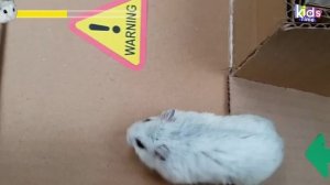 Хомячок Хома и красочный караблю АмонАС _ Лабиринт для хомячка с ловушками