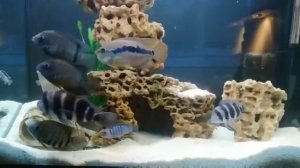 Фронтоза Бурунди.