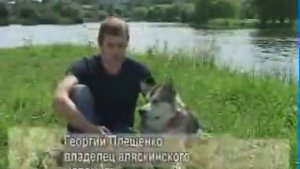 Аляскинский маламут