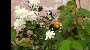 My collection of sevanthi_1/ beautiful chrysanthemum photos//last year memories/Divisha Arts