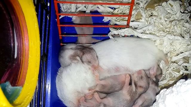 Хомячата. Кормление. Сирийский хомяк. 🐹Hamsters Babies | Хомячуля: Secret Life Hamster - Pets
