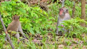 Utmost beautiful Jane's family, Daily update m-onkey wildlife JA0084