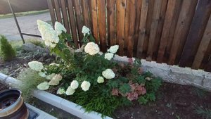 Псковская жизнь.Снова заморозок