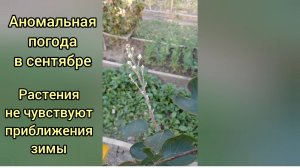 Ирга сошла с ума и решила зацвести повторно в сентябре!