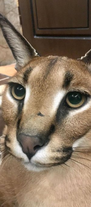 Играю в ADOFAI