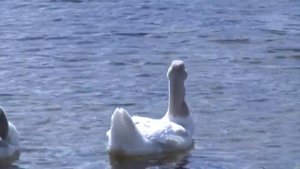 Летний день в деревне