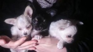 3 Super Cute Little Chihuahua