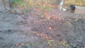 3.11.2017  МТЗ 82 тянет 8 Тонн.БУКСУЕТ.Вывоска навоза по БЕЗДОРОЖЬЮ