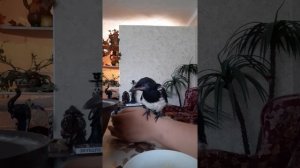 Обед птеньчика сороки. как кормить? чем кормить?