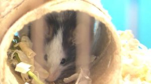 ПЕРЕЕЗД Хомки МИККИ и Японских МЫШЕК в новые ДОМА / Alisa Easy Pets