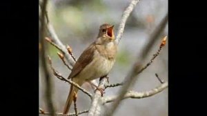 живи моя деревня г. Павловск Воронежской обл слова и музыка Нины Нисисеевой исполняет автор!!!