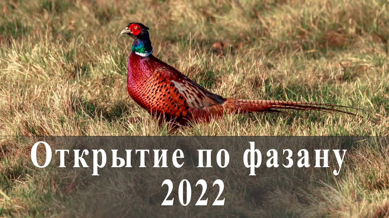 Открытие по фазану 2022г/ Такого мы не ожидали.... смотреть онлайн