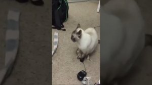 приколы с котами 10