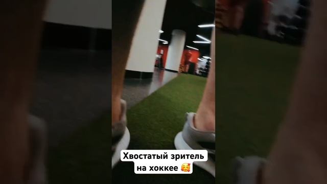 Самый хороший болельщик  #Авангард #хоккей #hockey #реки #рек #КХЛ #dogs #dog #shorts #funny #Омск