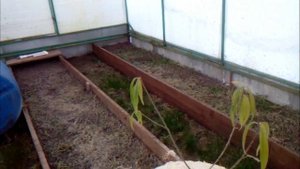 зимовка винограда