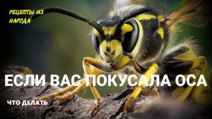 ЕСЛИ ВАС УКУСИЛА ОСА НАРОДНЫЕ РЕЦЕПТЫ