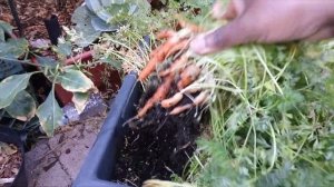 Desert Garden Harvest - The Last Of My Winter 2022 Garden