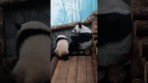 Панда Диндин и маленькая дочка Катюша...Московский зоопарк.