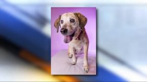 Pet of the Week: Jan from Last Day Dog Rescue