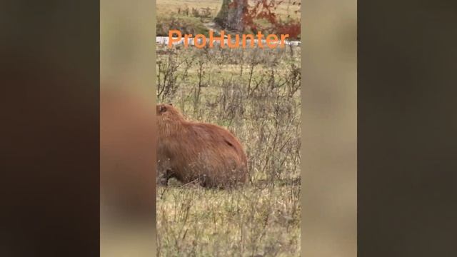 Капибара. Capybara