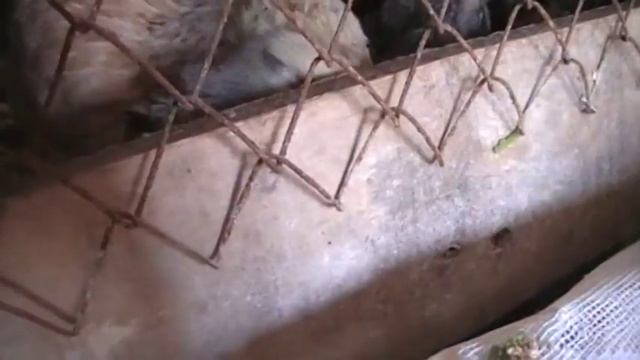 ВЛОГ идём кормить цыплят // ПТИЦА смотреть онлайн