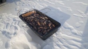 РЫБАЛКА НА КАРАСЯ. НА ТЯГУ 2021 (ОЧЕНЬ МНОГО РЫБЫ)