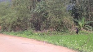 Full video: 5 days of a single mother - harvesting agricultural products, I was attacked by bad guy