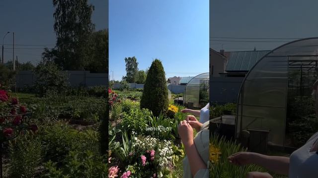 #дача #цветы #сад #розы #пермь #огород #растения #rose #garden #штамб #штамброзы #обзорсада #крапива