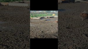 Как сделать сухим выгул для курочек 🐔 уточек 🦆 Не легко, но просто! + ответы на комментарии 🤔