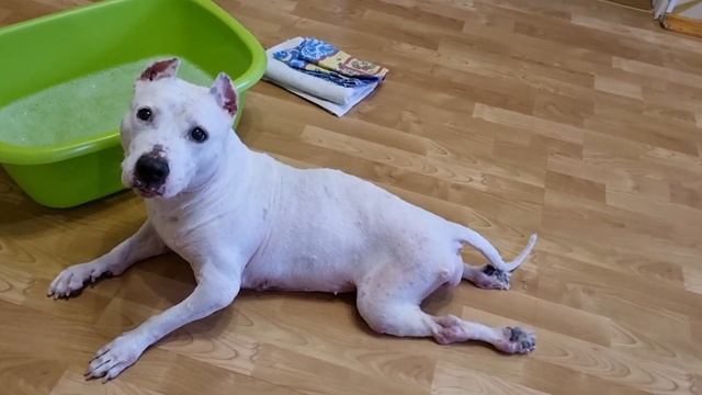 маникюр и педикюр  для амстаффа Берты! смотреть онлайн