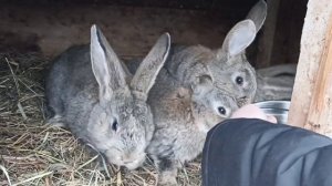 Чем поить кроликов зимой в большие морозы!? Лед, снег или вода?