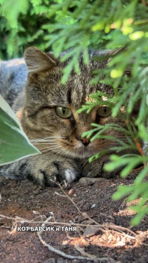 ТАЙНА вертикальных зрачков у домашних кошек