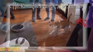 CRAZY CAT CAFÉ  (Милан): Незамысловатая итальянская КОТЕЙНЯ©