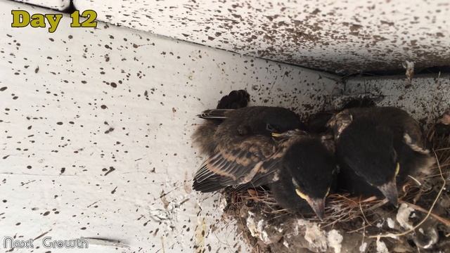 Next growth of nesting - От птенчика до птички за 16 дней - Black Phoebe смотреть онлайн