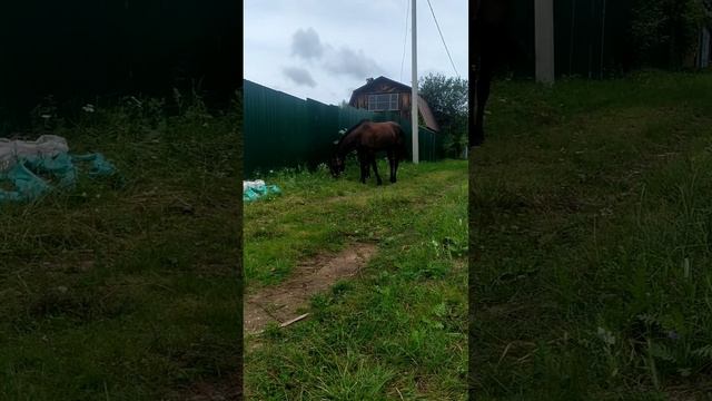 Лучшая газононокосилка