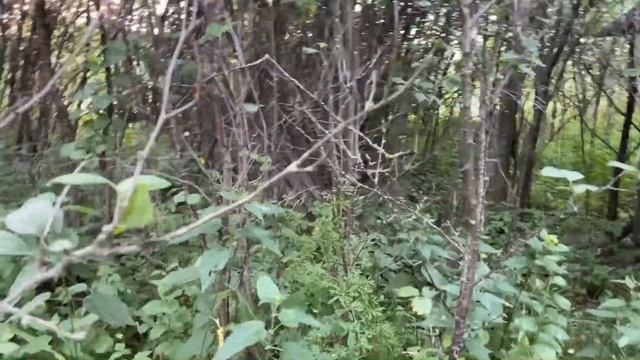 #2 КУПИЛИ ЗАБРОШЕННЫЙ ДОМ В ДЕРЕВНЕ. В ШОКЕ ОТ УЧАСТКА